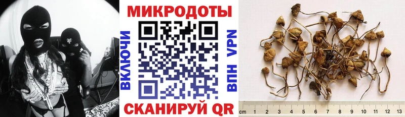 купить наркоту  Приморск  Псилоцибиновые грибы GOLDEN TEACHER 